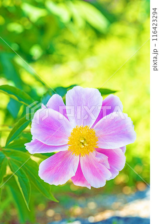 家の周りの草花 四季の色々 花壇を彩る美しいピンクの可憐な花が咲きました 家の周りの草花 四季の色々 花壇を彩る美しいピンクの可憐な花が咲きました 116423294