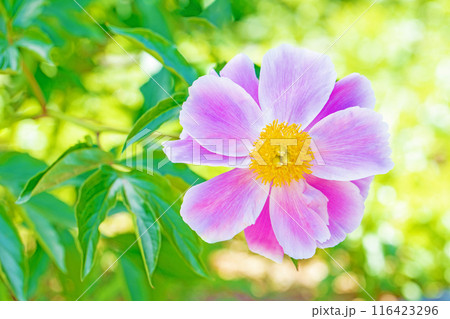 家の周りの草花 四季の色々 花壇を彩る美しいピンクの可憐な花が咲きました 家の周りの草花 四季の色々 花壇を彩る美しいピンクの可憐な花が咲きました 116423296