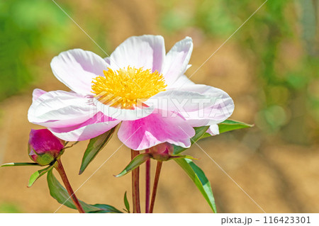 家の周りの草花 四季の色々 花壇を彩る美しいピンクの可憐な花が咲きました 家の周りの草花 四季の色々 花壇を彩る美しいピンクの可憐な花が咲きました 116423301