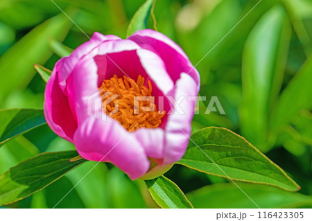 家の周りの草花　四季の色々　花壇を彩る美しいピンクの可憐な花が咲きました　 116423305