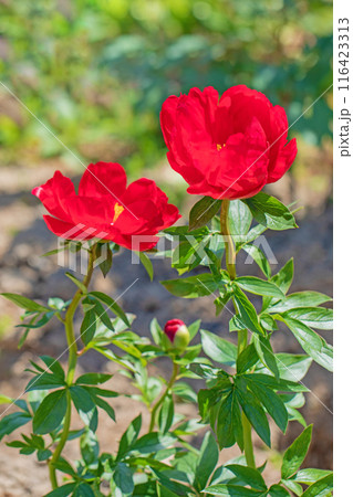 家の周りの草花　四季の色々　花壇を彩る美しい可憐な深紅の花が咲きました 116423313