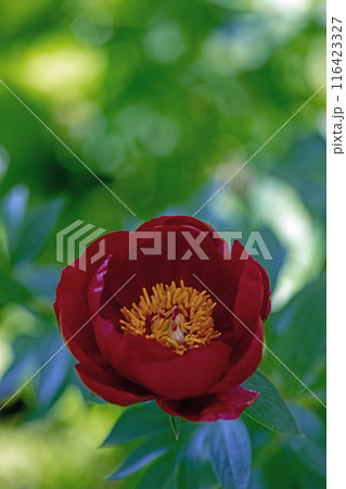 家の周りの草花　四季の色々　花壇を彩る美しい可憐な深紅の花が咲きました 116423327