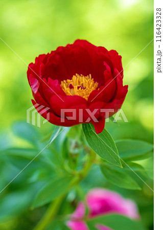 家の周りの草花　四季の色々　花壇を彩る美しい可憐な深紅の花が咲きました 116423328