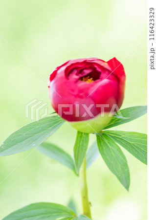 家の周りの草花　四季の色々　花壇を彩る美しい可憐な深紅の花が咲きました 116423329