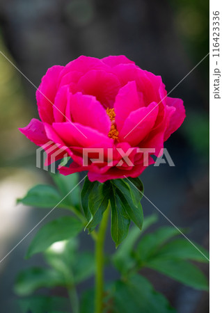 家の周りの草花　四季の色々　花壇を彩る美しい可憐な深紅の花が咲きました 116423336
