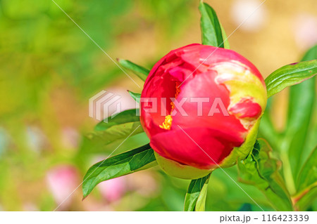 家の周りの草花 四季の色々 花壇を彩る美しい可憐な花が咲きました 家の周りの草花 四季の色々 花壇を彩る美しい可憐な花が咲きました 116423339