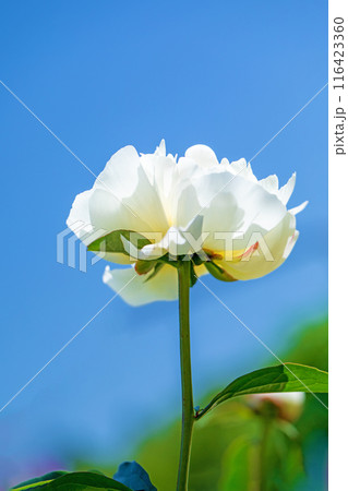 家の周りの草花 四季の色々 花壇を彩る美しい白い可憐な花が咲きました 家の周りの草花 四季の色々 花壇を彩る美しい白い可憐な花が咲きました 116423360