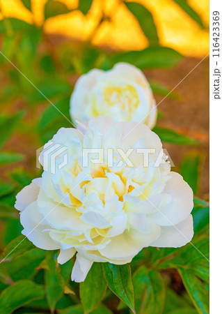 家の周りの草花 四季の色々 花壇を彩る美しい白い可憐な花が咲きました 家の周りの草花 四季の色々 花壇を彩る美しい白い可憐な花が咲きました 116423369