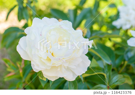 家の周りの草花 四季の色々 花壇を彩る美しい白い可憐な花が咲きました 家の周りの草花 四季の色々 花壇を彩る美しい白い可憐な花が咲きました 116423376