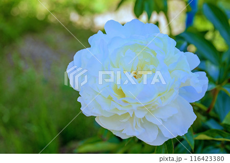 家の周りの草花　四季の色々　花壇を彩る美しい白い可憐な花が咲きました　 116423380