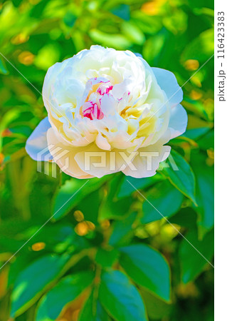 家の周りの草花 四季の色々 花壇を彩る美しい白い可憐な花が咲きました 家の周りの草花 四季の色々 花壇を彩る美しい白い可憐な花が咲きました 116423383