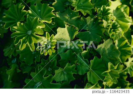 Top view of green weeds or wild plants Top view of green weeds or wild plants 116423435