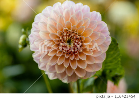 Dahlia orange flowers in garden Dahlia orange flowers in garden 116423454