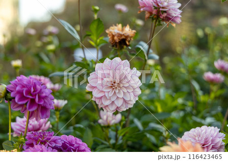 Dahlia pink flowers in garden Dahlia pink flowers in garden 116423465