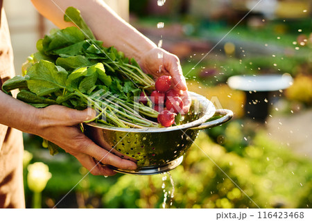 Water drops falling down radish in bowl Water drops falling down radish in bowl 116423468