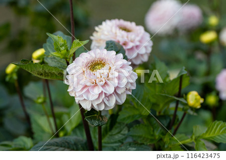 Dahlia pink flowers in garden Dahlia pink flowers in garden 116423475