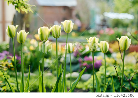 White tulips with green stems and leaves 116423506