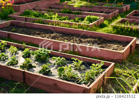 Several long and short flowerbeds Several long and short flowerbeds 116423512