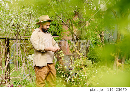 Gardener checking green leaves on bush Gardener checking green leaves on bush 116423670