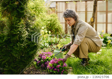 Gardener by flowerbed with primrose Gardener by flowerbed with primrose 116423706