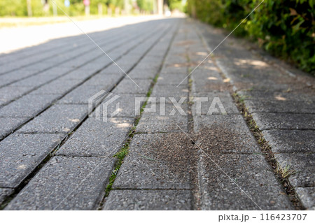 An anthill on pavement, life in urbanized environment, the road in perspective An anthill on pavement, life in urbanized environment, the road in perspective 116423707