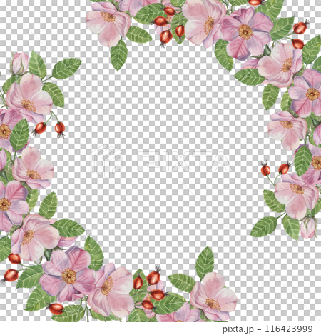 Rosehip round frame template, pink wild rose flowers and leaves. Watercolor detailed botanical wreath for birthday, anniversary, thank you, congratulations and mothers day cards, wedding invitation Rosehip round frame template, pink wild rose flowers and leaves. Watercolor detailed botanical wreath for birthday, anniversary, thank you, congratulations and mothers day cards, wedding invitation 116423999