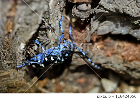 ゴマダラカミキリ 116424050