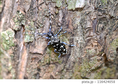 ゴマダラカミキリ 116424058