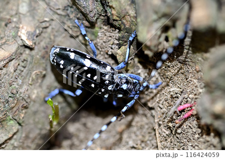 ゴマダラカミキリ 116424059