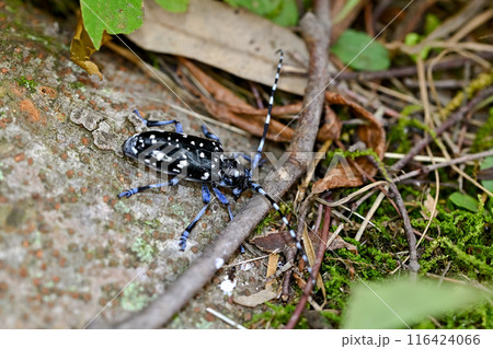 ゴマダラカミキリ ゴマダラカミキリ 116424066