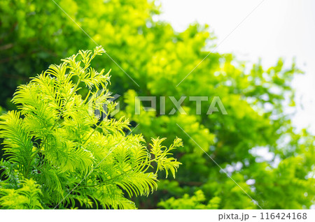 メタセコイヤの新芽 116424168