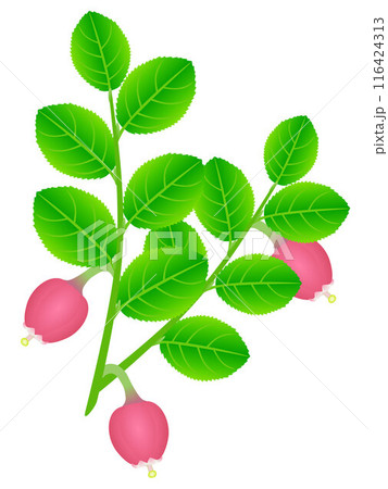 Blueberry branch with flowers and leaves on a white background. 116424313