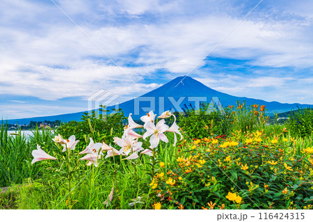 【山梨県】河口湖大石公園・湖畔の白百合と富士山 116424315