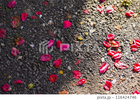 地面に落ちた赤い薔薇の花びら 116424746