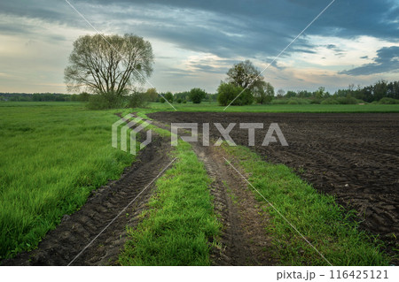 Dirt road next to a green meadow and a plowed field with black soil. 116425121