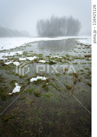 Water after melting snow in the meadow and trees on the horizon in the fog 116425126