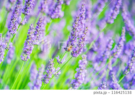 ラベンダーの蜜を吸うミツバチ 116425138