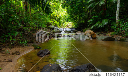 Waterfall in Abundant Clear Stream in the forest, Small waterfall river with clear water in the morning light nature background 116425187