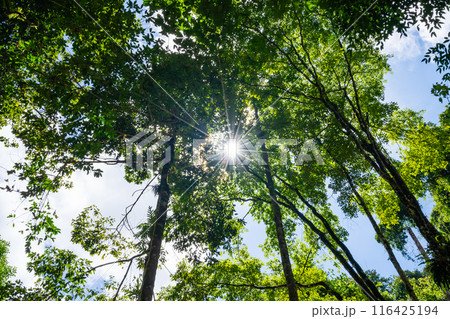 Forest growth trees,Bottom view Trees branches frame beautiful green leaves and sun light flare in forest Forest growth trees,Bottom view Trees branches frame beautiful green leaves and sun light flare in forest 116425194