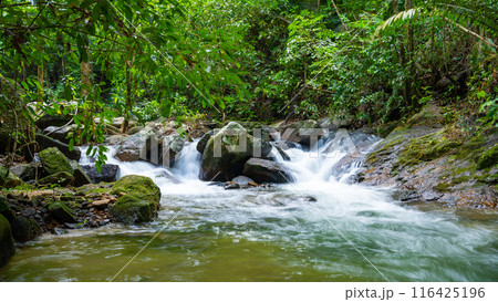 Waterfall in Abundant Clear Stream in the forest, Small waterfall river with clear water in the morning light nature background 116425196