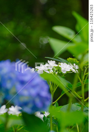 梅雨の晴れ間に咲く紫陽花 116425263