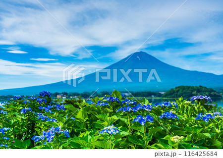 【山梨県】河口湖大石公園・遊歩道のアジサイと富士山 116425684