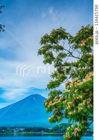 【山梨県】河口湖大石公園・花が咲いた合歓の木（ねむのき）と富士山 116425798