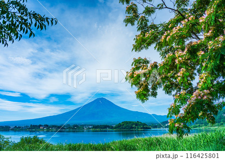 【山梨県】河口湖大石公園・花が咲いた合歓の木（ねむのき）と富士山 116425801