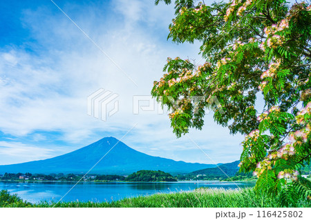 【山梨県】河口湖大石公園・花が咲いた合歓の木(ねむのき)と富士山 【山梨県】河口湖大石公園・花が咲いた合歓の木(ねむのき)と富士山 116425802