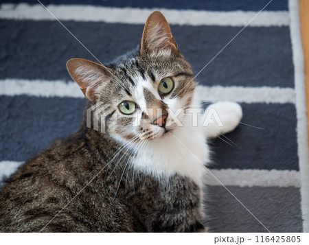 カーペットの上で見上げる猫 116425805