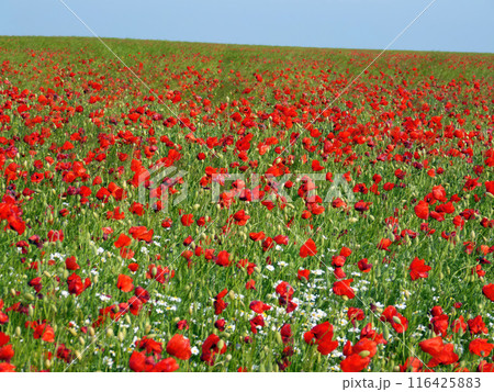 Vibrant red poppy field under clear blue sky. Bright flowers bloom in natural setting. Rural landscape with colorful poppies, green grass. Outdoor floral scene, sunny day. Vibrant red poppy field under clear blue sky. Bright flowers bloom in natural setting. Rural landscape with colorful poppies, green grass. Outdoor floral scene, sunny day. 116425883