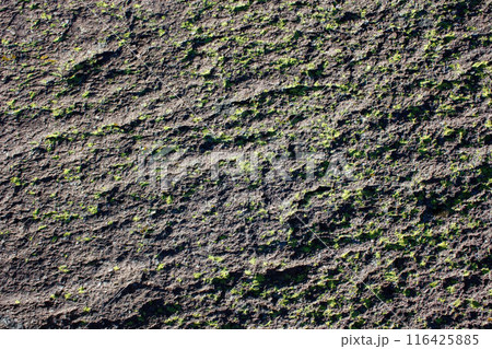 Stone wall covered in bright green moss, natural texture background. Ancient structure with eco surface. Outdoor green plants on rocky material, old and peaceful. 116425885