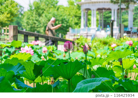 鶴舞公園、胡蝶ケ池のハス〈愛知県名古屋市〉 116425934