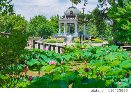 鶴舞公園、胡蝶ケ池のハス〈愛知県名古屋市〉 116425936